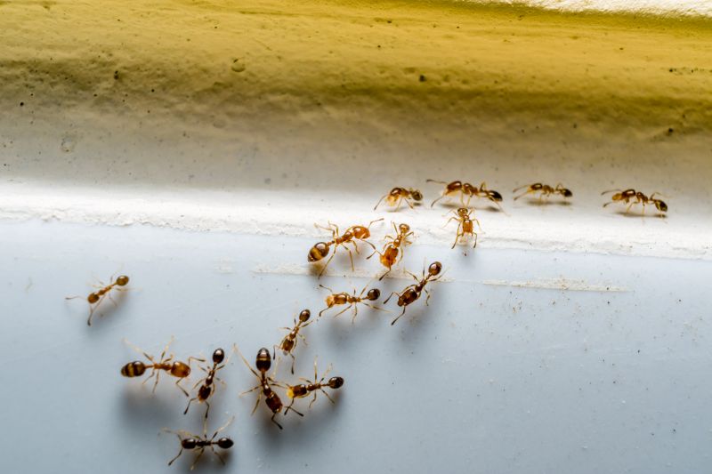 Ants Extermination Service in Katy, TX