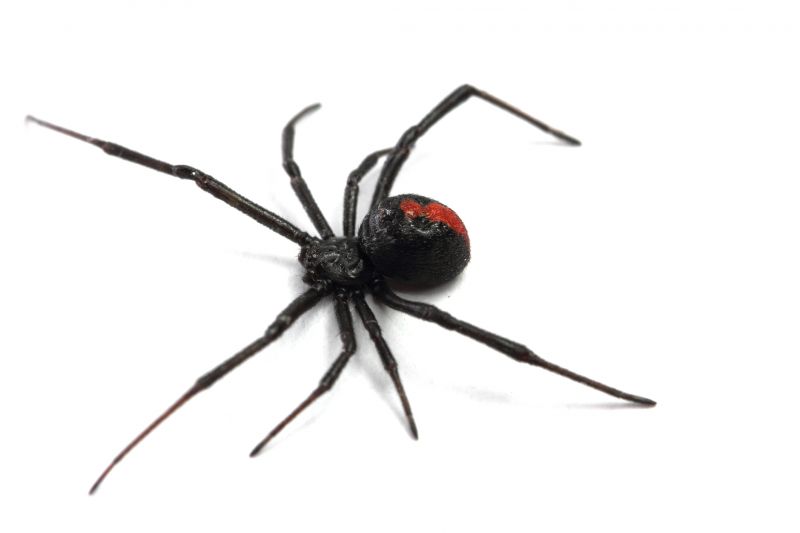 Black Widow Control Service detail