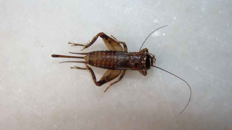 Seasonal Cricket Activity In Homes